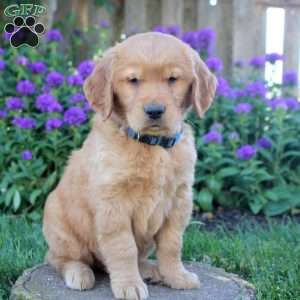 Harrison, Golden Retriever Puppy