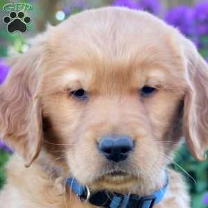 Harrison, Golden Retriever Puppy