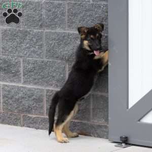 Harry, German Shepherd Puppy