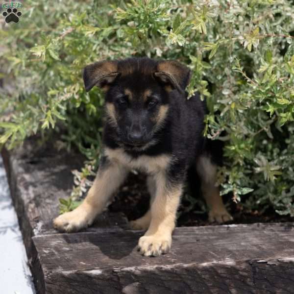 Harry, German Shepherd Puppy