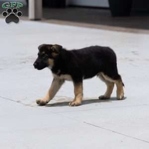 Harry, German Shepherd Puppy