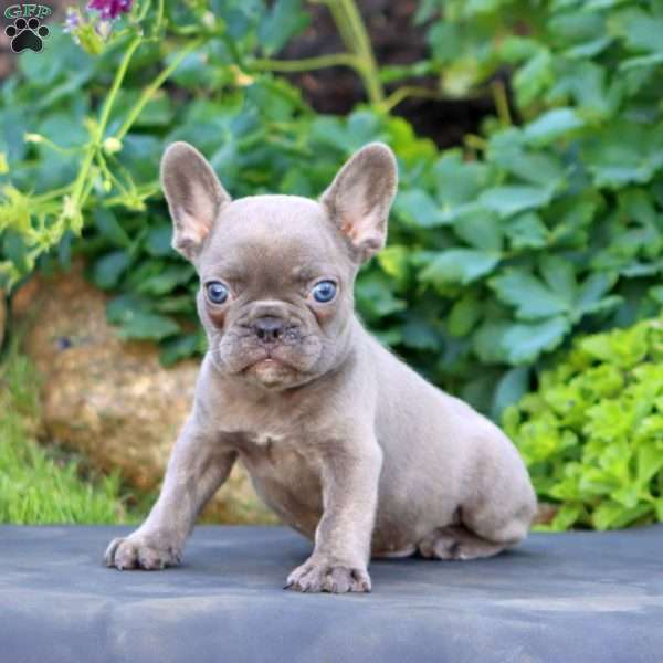 Harvey, French Bulldog Puppy