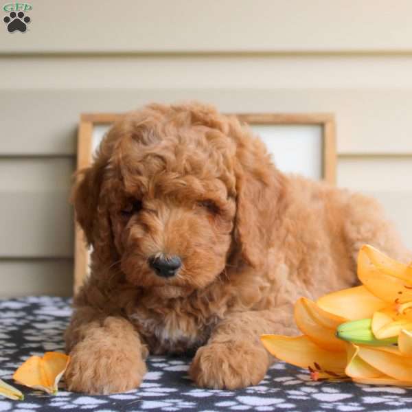 Hattie, Mini Goldendoodle Puppy