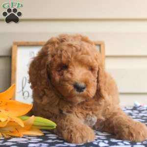 Hattie, Mini Goldendoodle Puppy