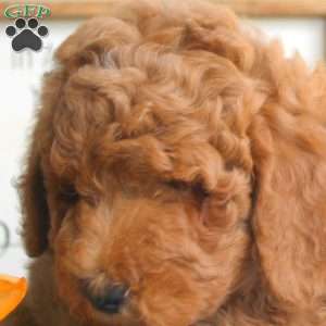 Hattie, Mini Goldendoodle Puppy