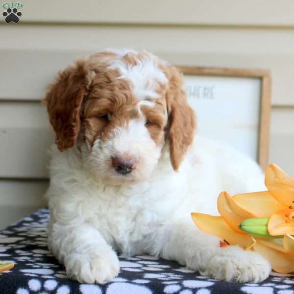 Haven, Mini Goldendoodle Puppy