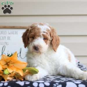Haven, Mini Goldendoodle Puppy