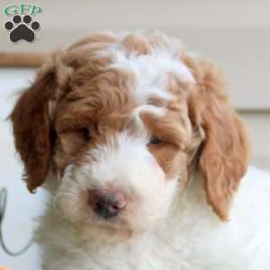 Haven, Mini Goldendoodle Puppy