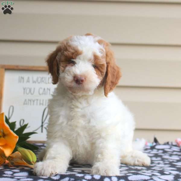 Hazel, Mini Goldendoodle Puppy