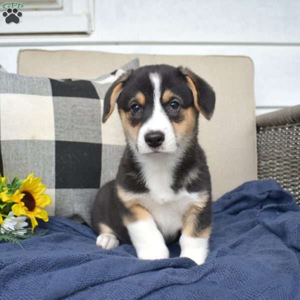 Hazel, Pembroke Welsh Corgi Puppy