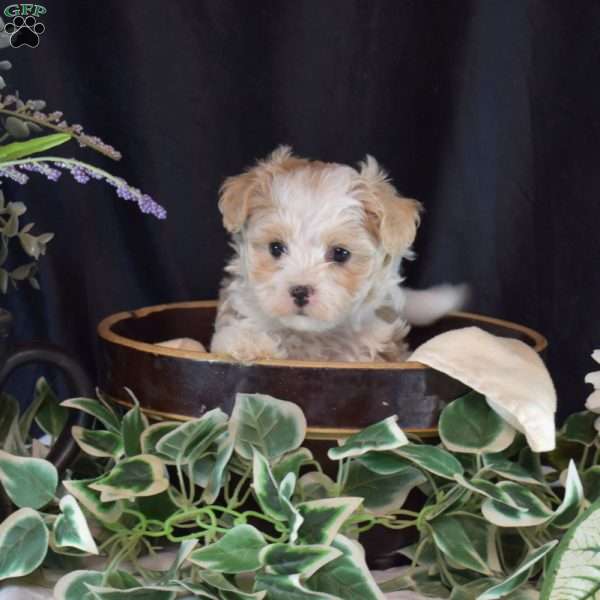Hazel, Maltipoo Puppy