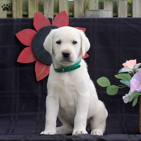Hazel, Yellow Labrador Retriever Puppy