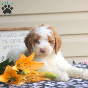 Hazel, Mini Goldendoodle Puppy