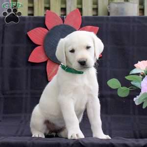Hazel, Yellow Labrador Retriever Puppy