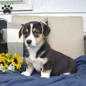Hazel, Pembroke Welsh Corgi Puppy