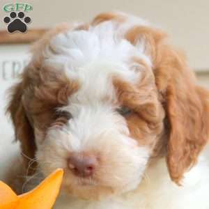 Hazel, Mini Goldendoodle Puppy