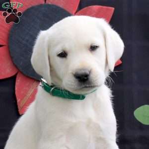 Hazel, Yellow Labrador Retriever Puppy