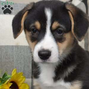 Hazel, Pembroke Welsh Corgi Puppy