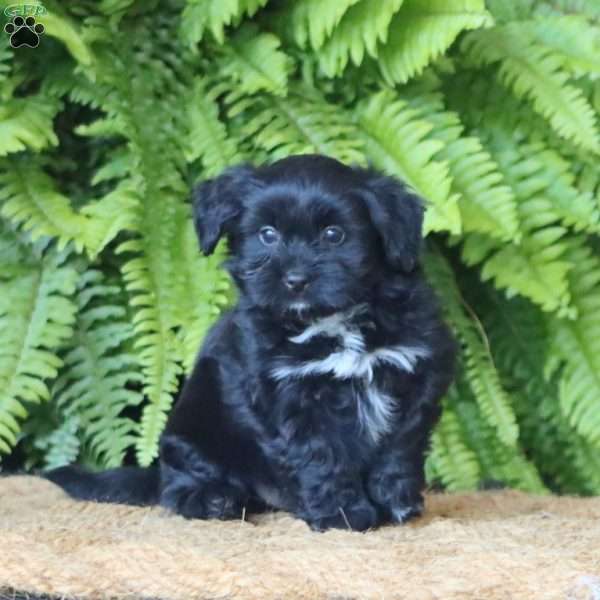 Hazel, Miniature Poodle Mix Puppy