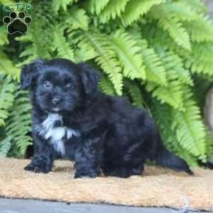 Hazel, Miniature Poodle Mix Puppy