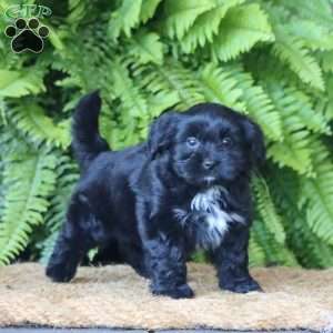 Hazel, Miniature Poodle Mix Puppy
