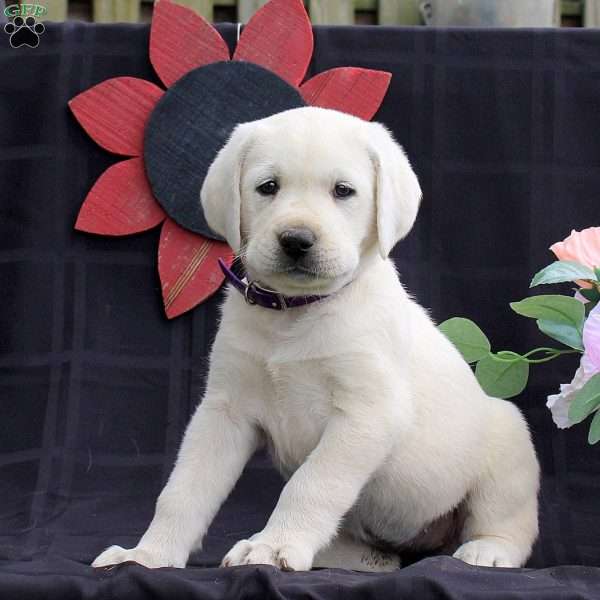 Heart, Yellow Labrador Retriever Puppy