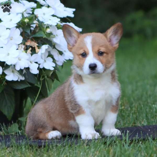 Heidi, Pembroke Welsh Corgi Puppy