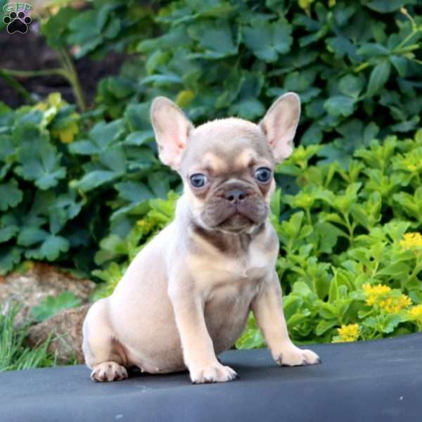 Heidi, French Bulldog Puppy