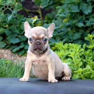 Heidi, French Bulldog Puppy