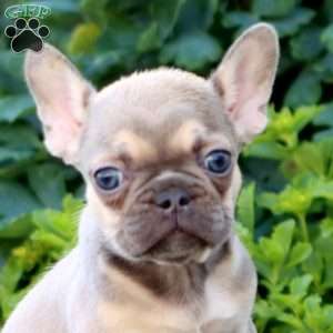 Heidi, French Bulldog Puppy
