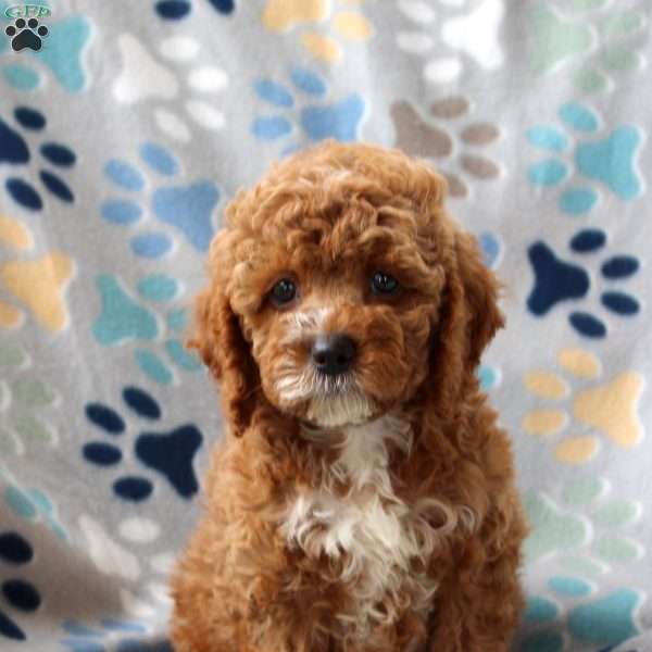 Heidi, Cockapoo Puppy