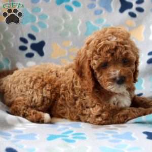 Heidi, Cockapoo Puppy