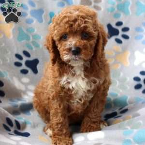 Heidi, Cockapoo Puppy
