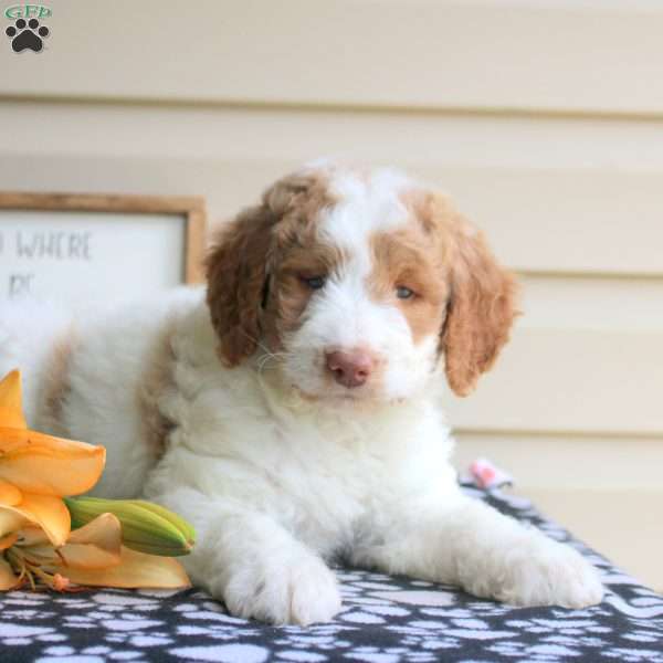 Helena, Mini Goldendoodle Puppy