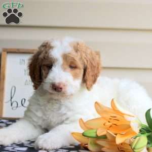 Helena, Mini Goldendoodle Puppy