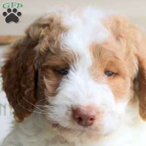 Helena, Mini Goldendoodle Puppy
