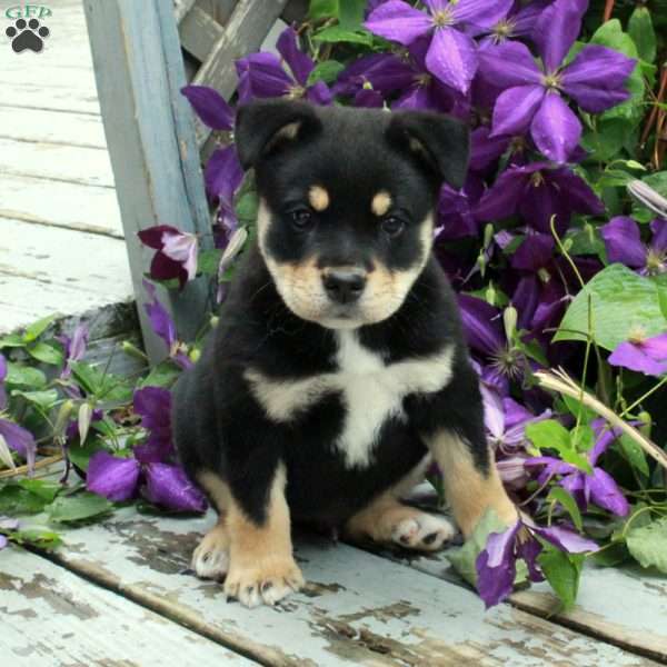 Henry, English Bulldog Mix Puppy