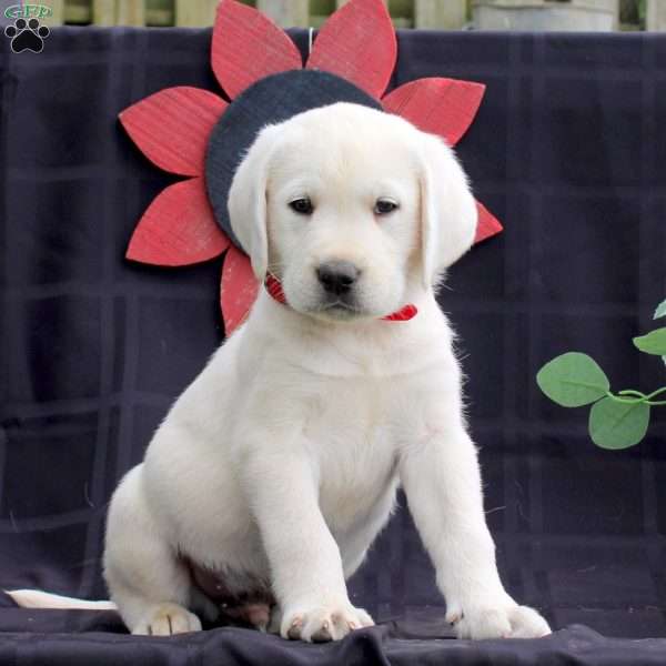 Hero, Yellow Labrador Retriever Puppy