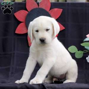 Hero, Yellow Labrador Retriever Puppy