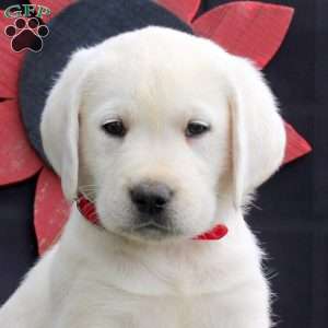 Hero, Yellow Labrador Retriever Puppy