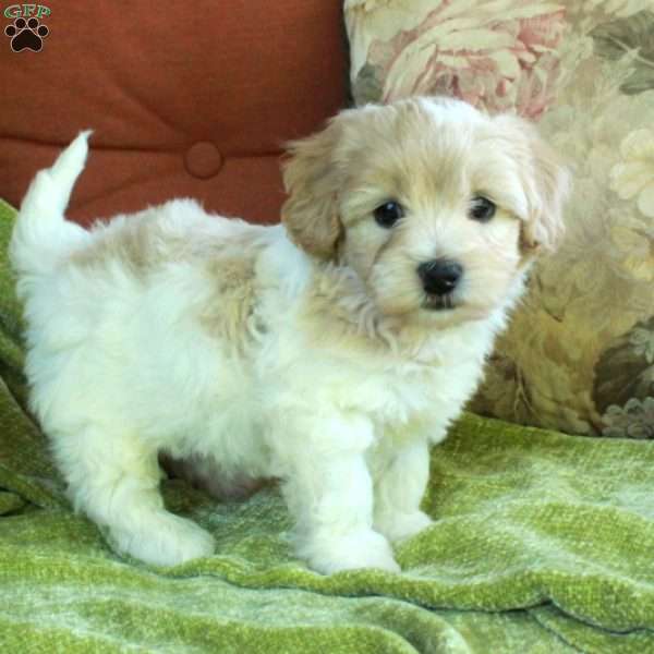 Hickory, Havapoo Puppy