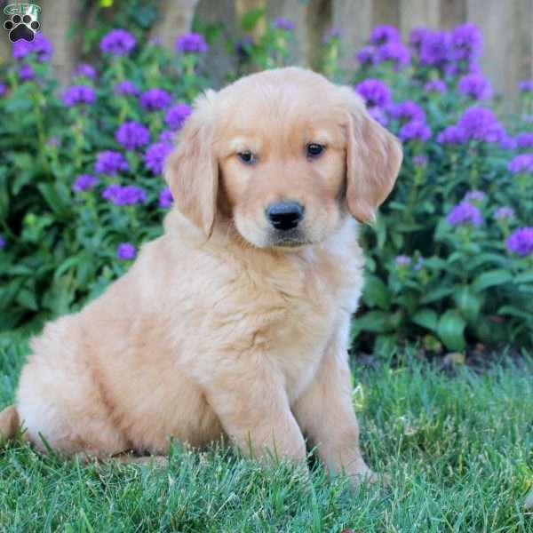 Hickory, Golden Retriever Puppy