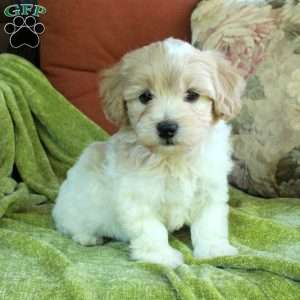 Hickory, Havapoo Puppy