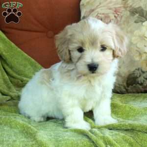 Hickory, Havapoo Puppy