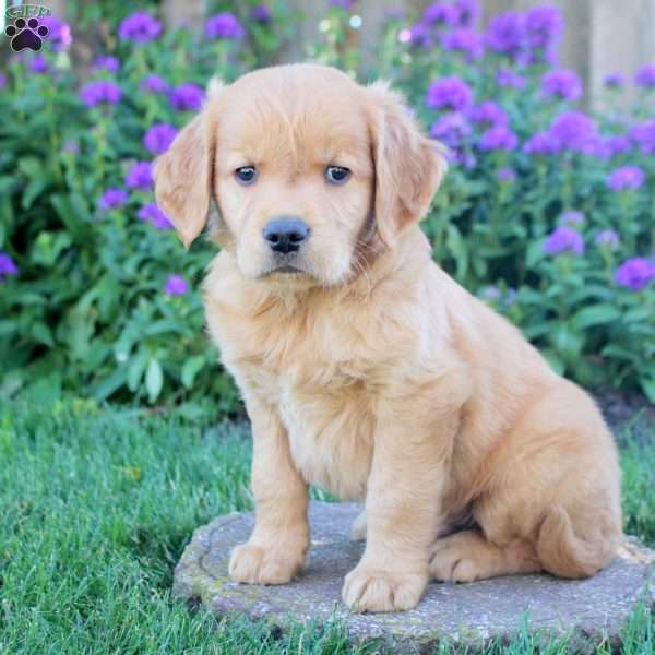 Hilton, Golden Retriever Puppy