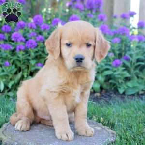 Hilton, Golden Retriever Puppy