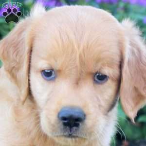 Hilton, Golden Retriever Puppy