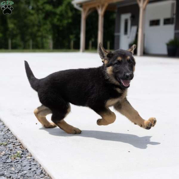 Honey, German Shepherd Puppy