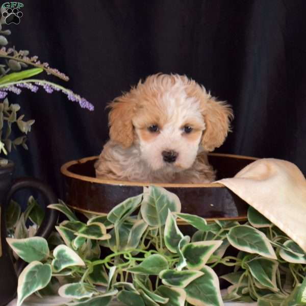 Honey, Maltipoo Puppy