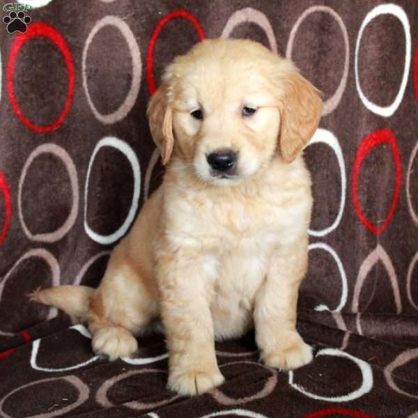 Honey, Golden Retriever Puppy